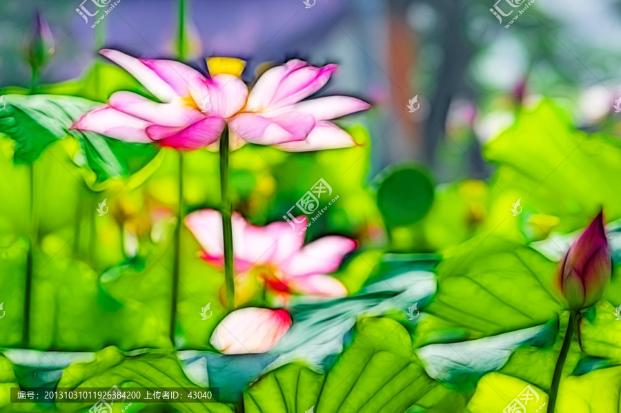 荷花