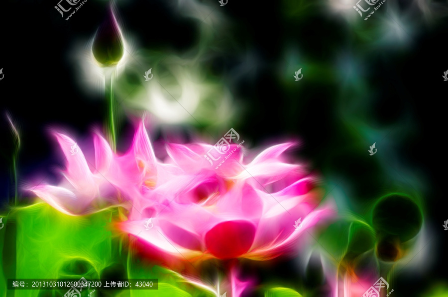荷花