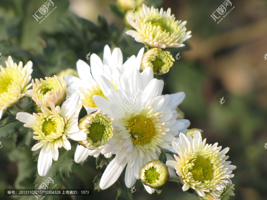 滁州白菊,滁州贡菊