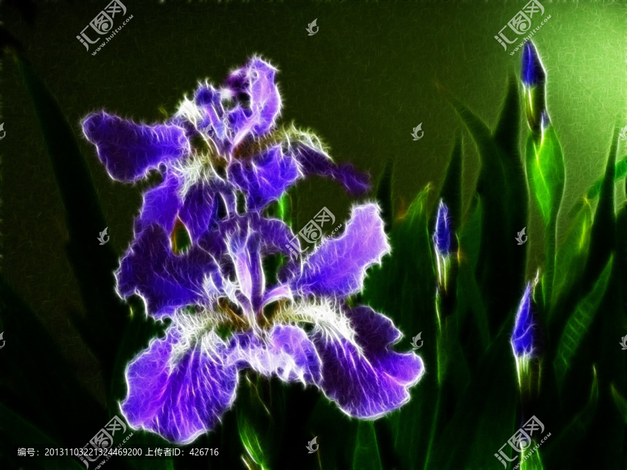 鳶尾花