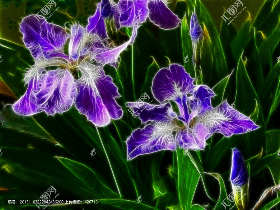 鳶尾花