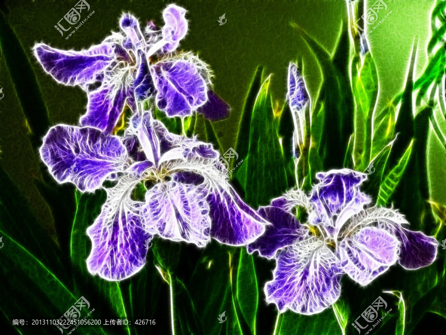 鳶尾花