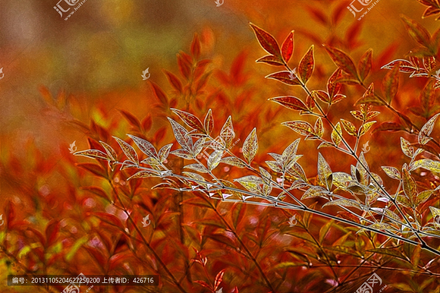 灌木紅葉
