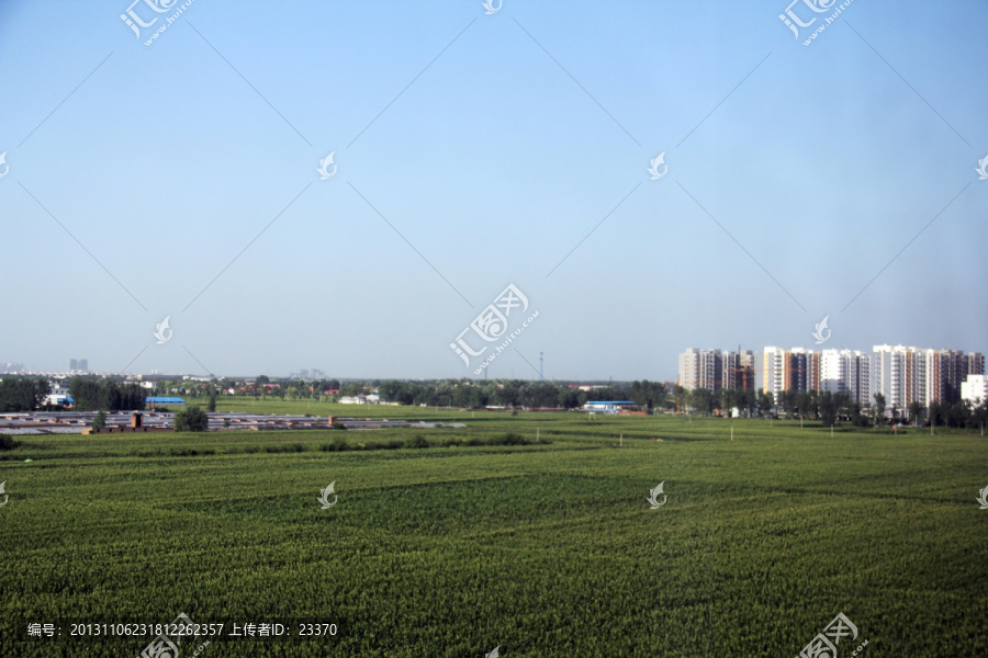 田野