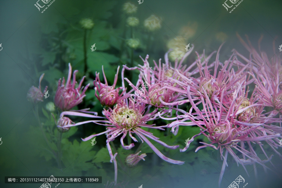 开封,菊园菊花展销