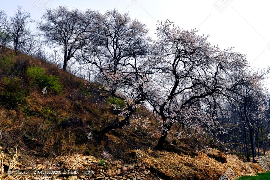 又是一年杏花開