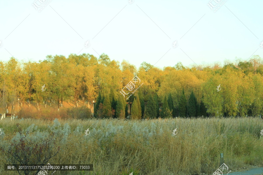 秋景,树木,树林,树枝