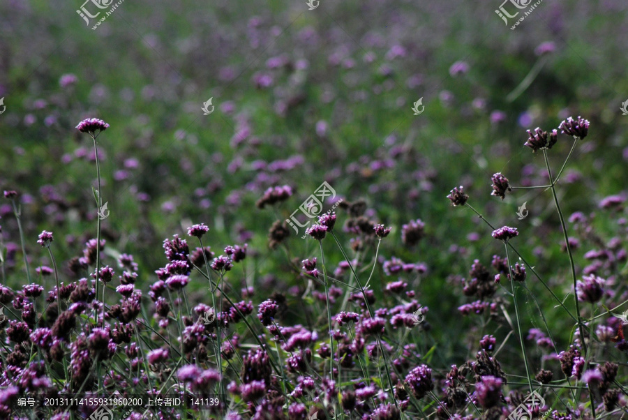 薰衣草,花卉,植物,花草,盛开