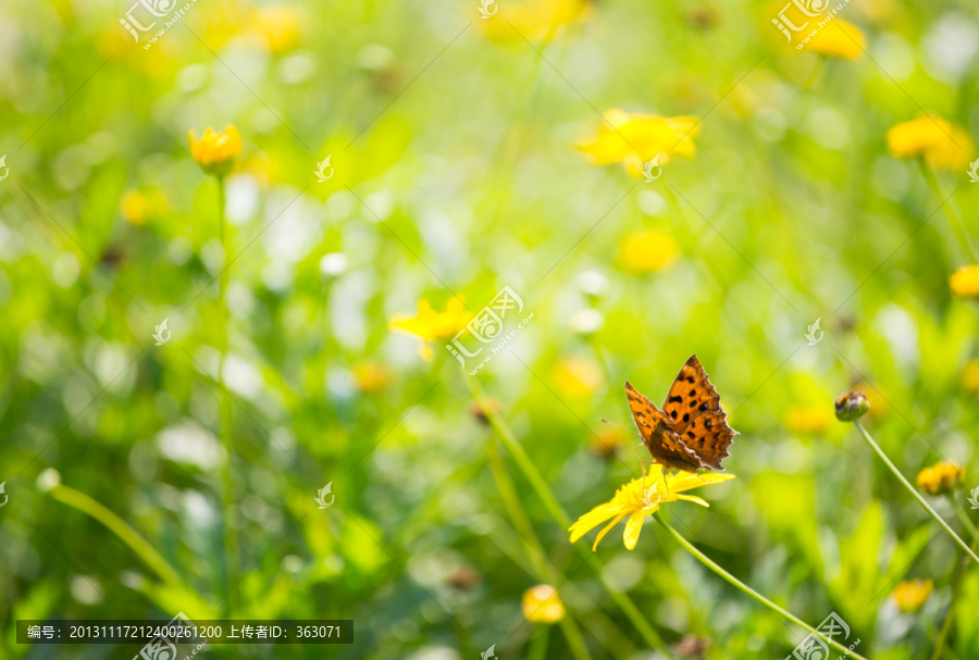 蝴蝶和花