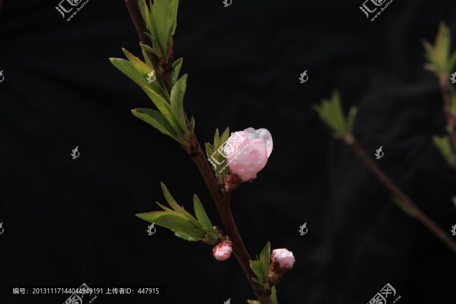 桃花带雨