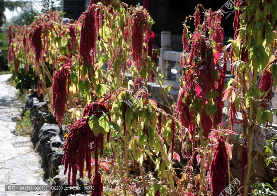 花卉