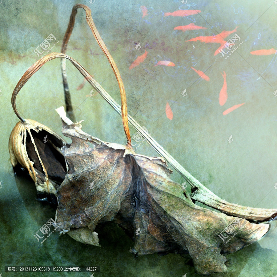 殘荷魚影