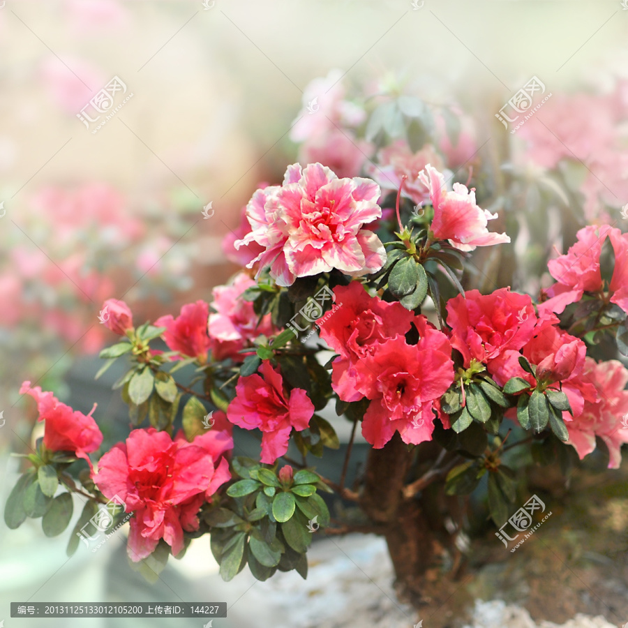 杜鵑花