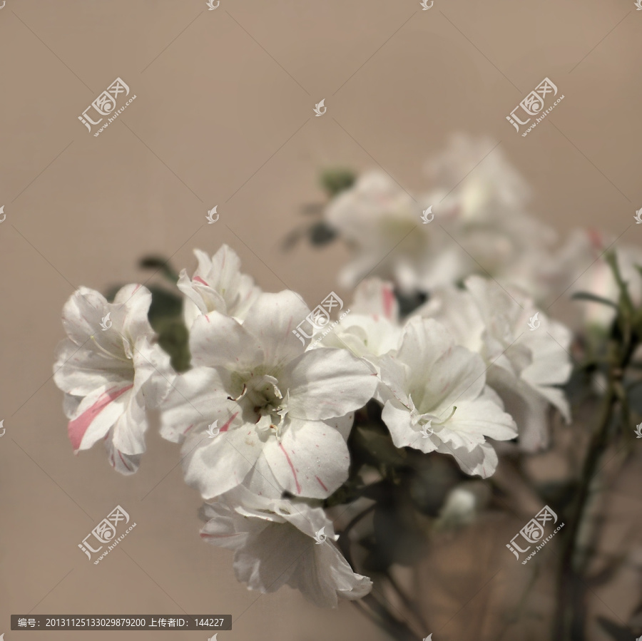 杜鵑花