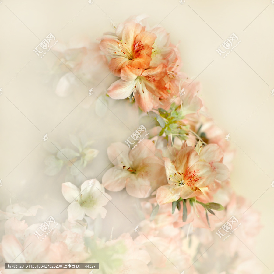 杜鵑花
