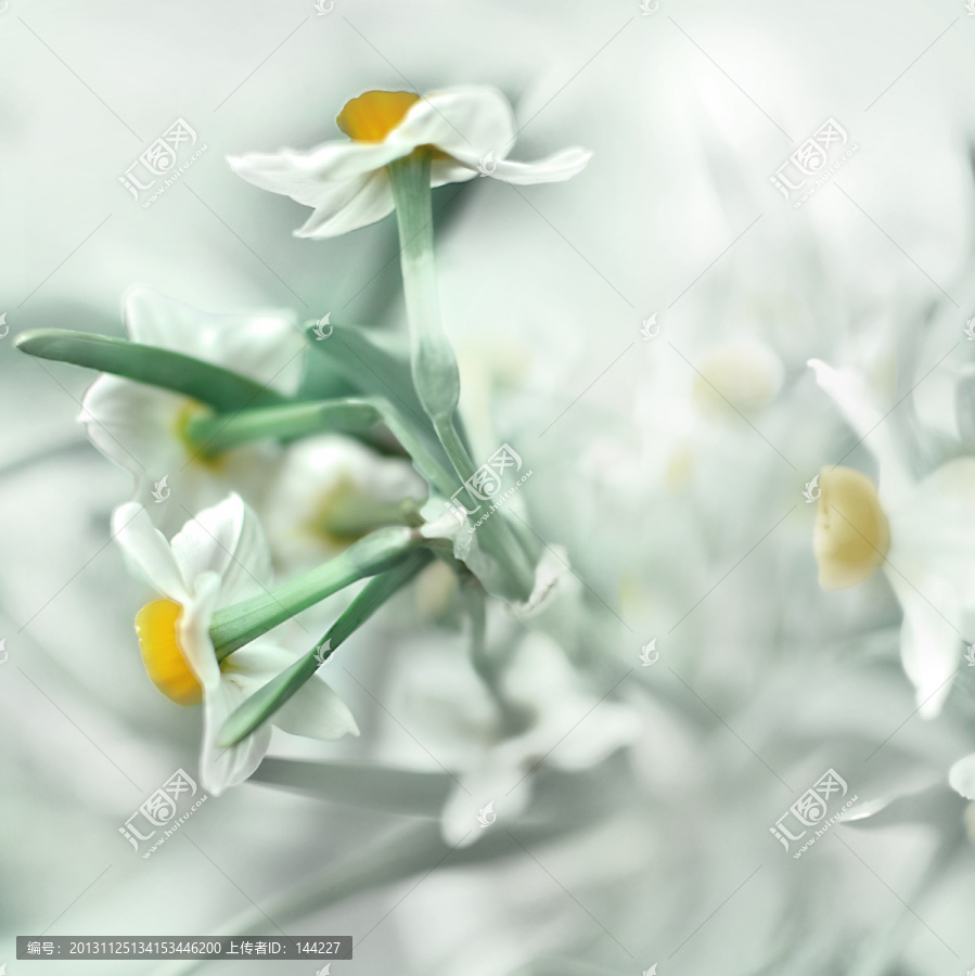 水仙花