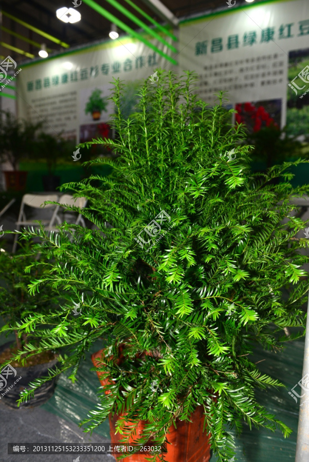 红豆杉,中国红豆杉,抗癌植物