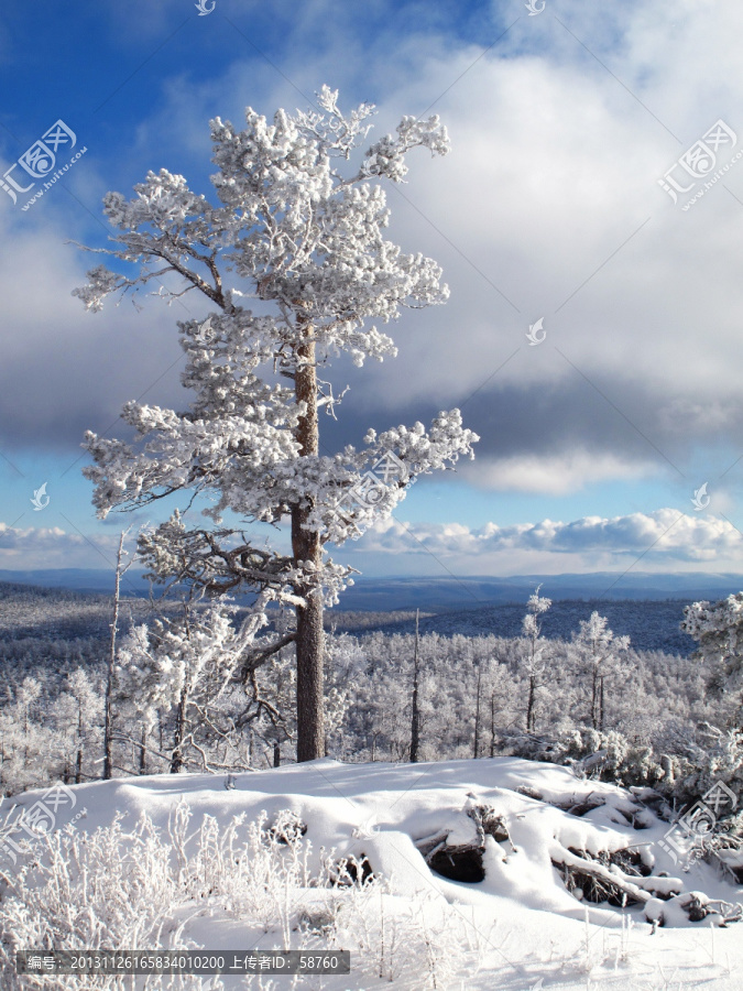 大雪压青松