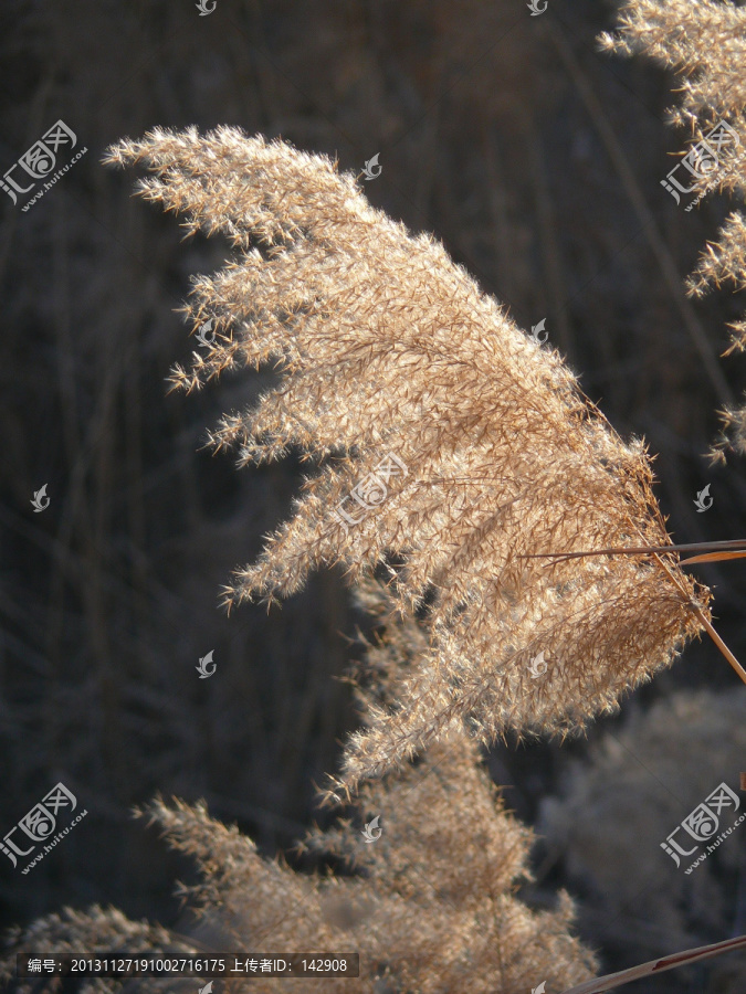 芦苇花