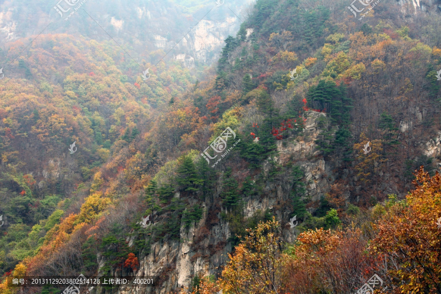 五彩斑斓的伏牛山老界岭秋色