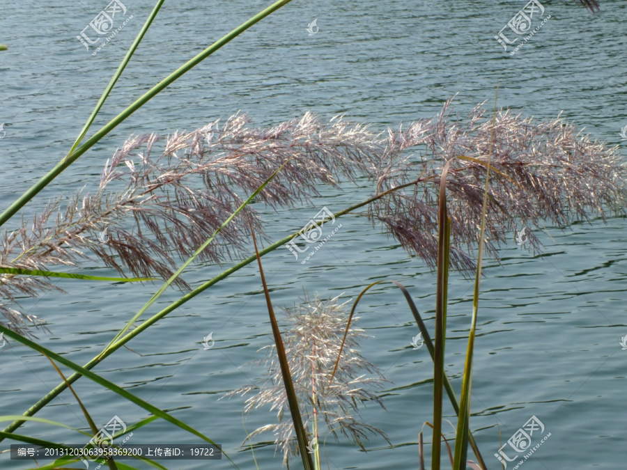 芦苇草