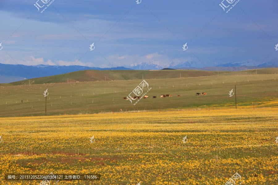新疆大美草原