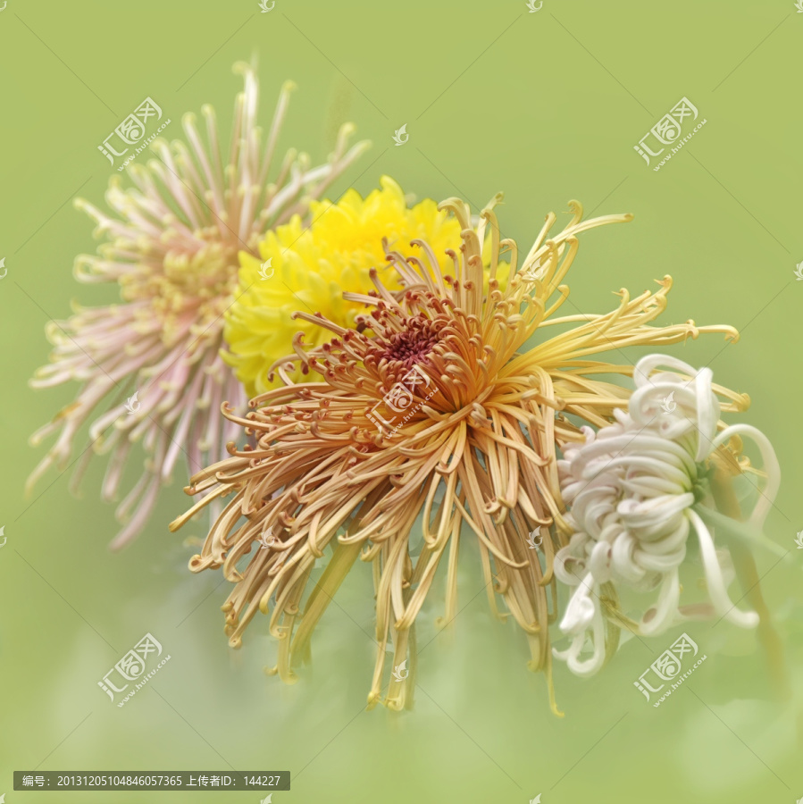 唯美菊花