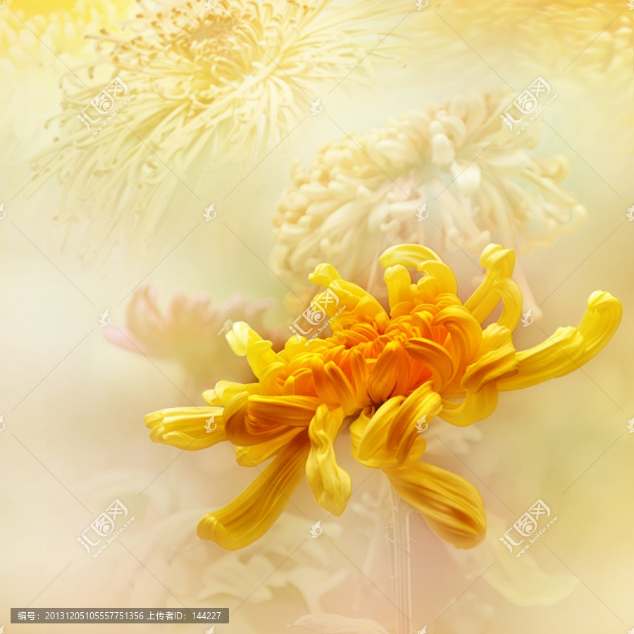 唯美菊花