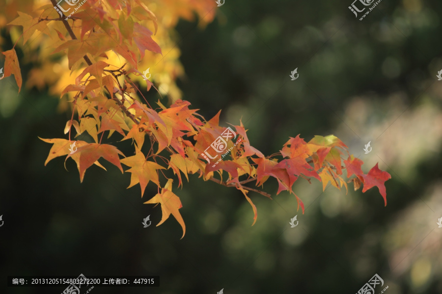 枫树,枫叶,秋天