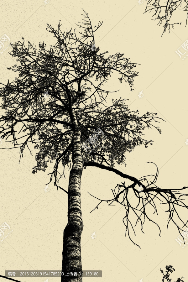 白樺樹（素描畫）