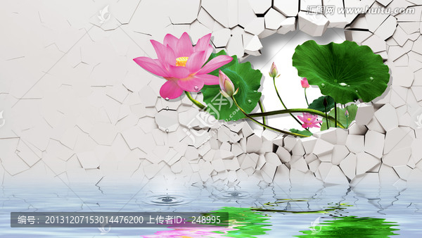 荷花