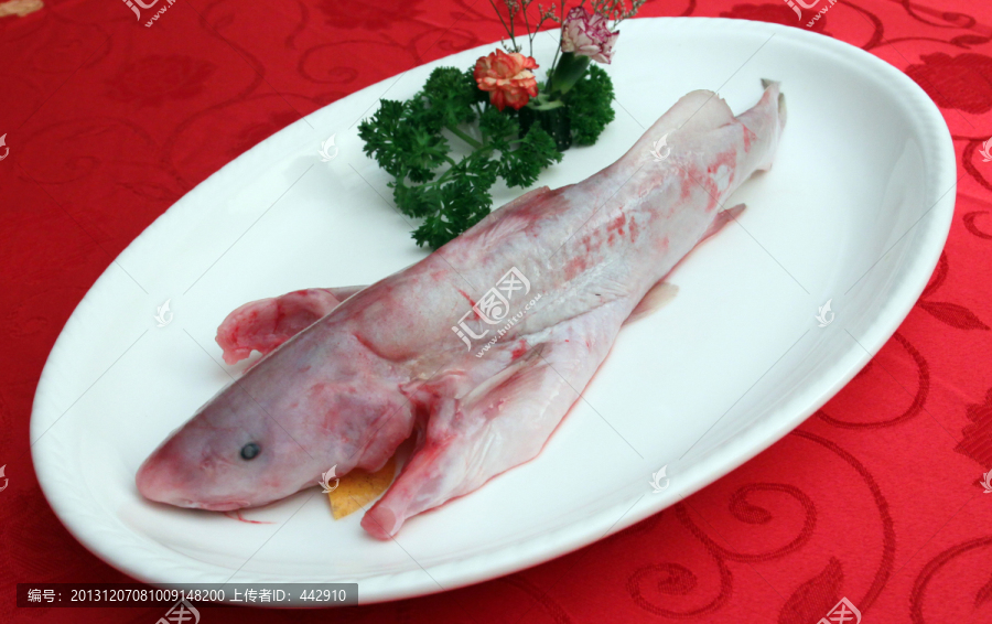 长江鮰鱼