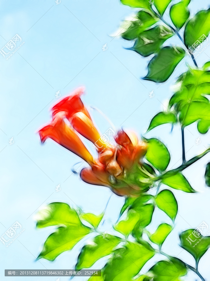 凌霄花