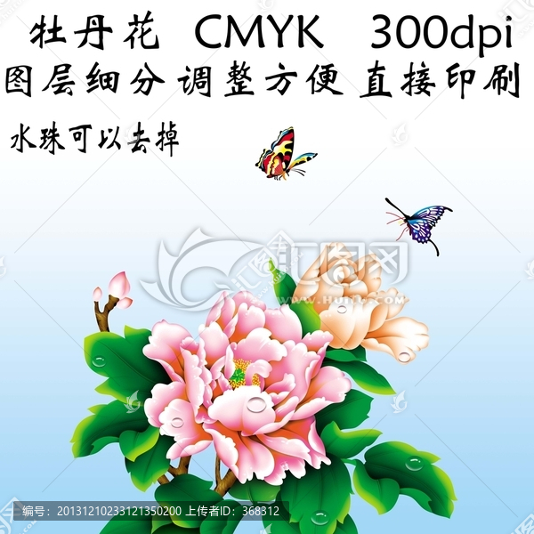 牡丹花,花開富貴,牡丹
