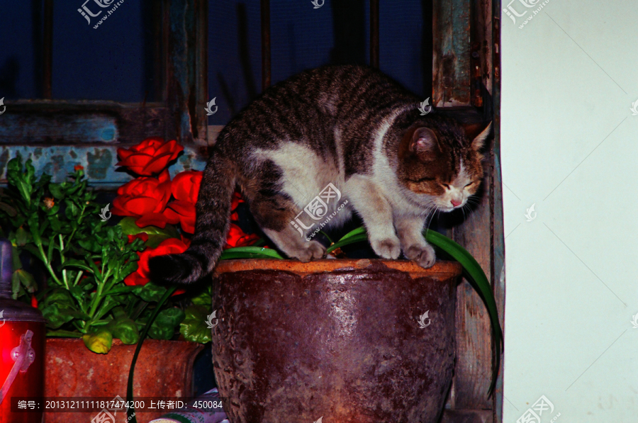 小猫咪咪,动物宠物,静谧夜晚