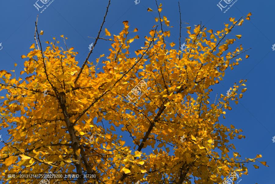 金黄色的银杏树叶