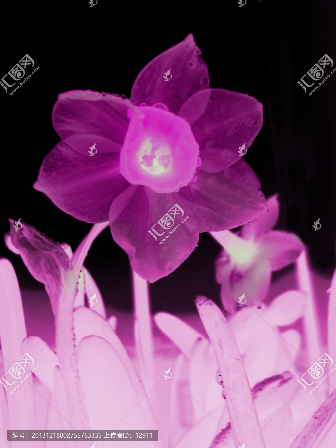 唯美花卉,水仙裝飾畫