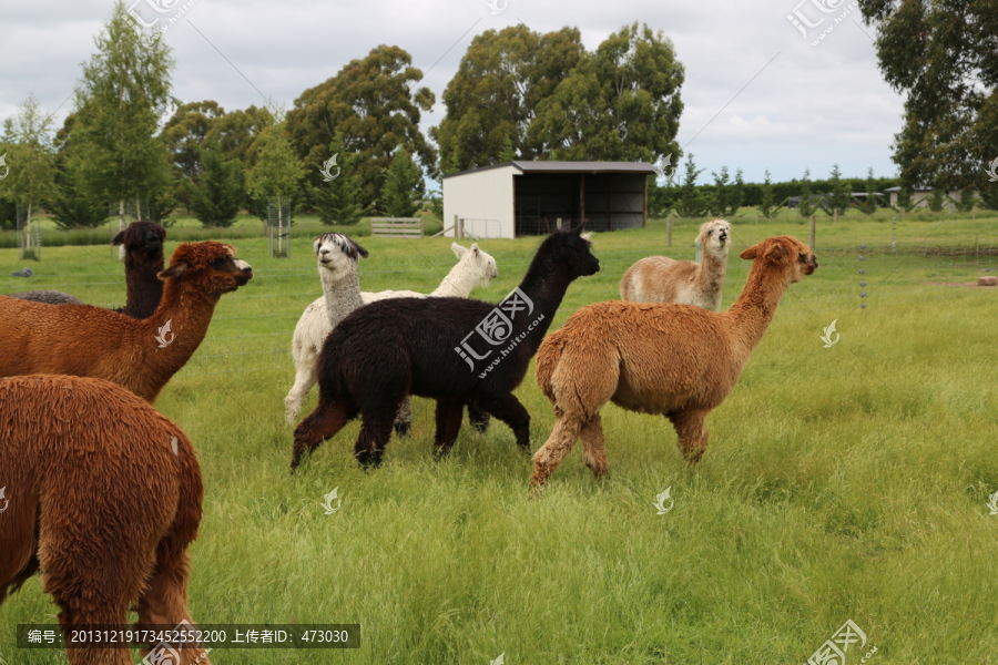 羊驼,各种颜色,新西兰基督城