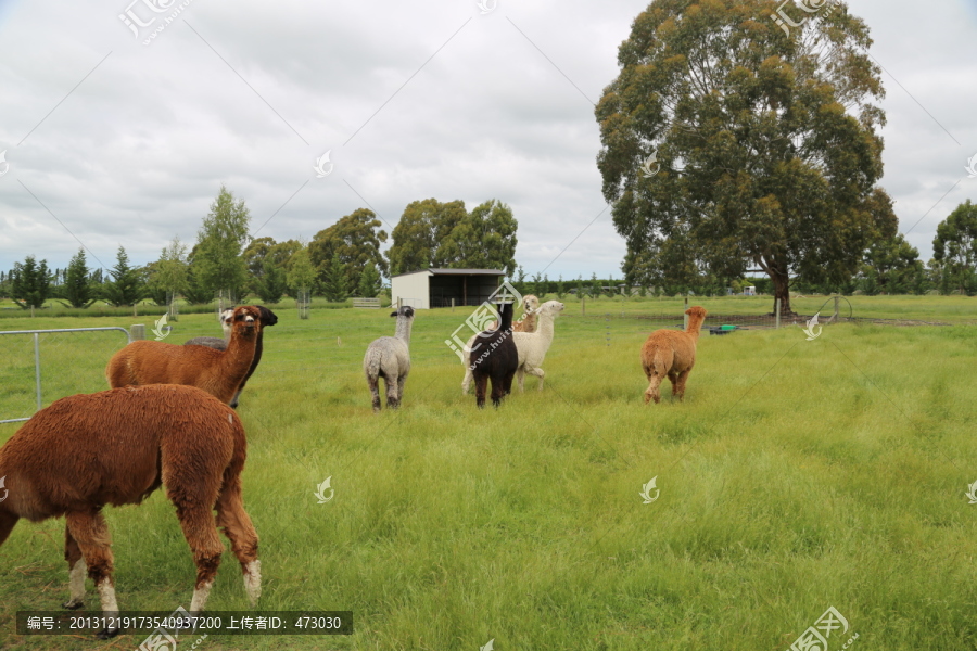 羊驼,悠闲,新西兰基督城