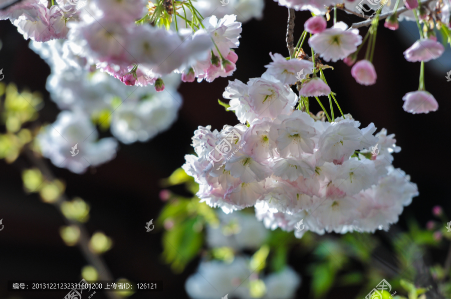 樱花