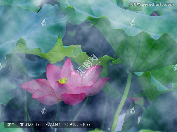 云霧中的荷花