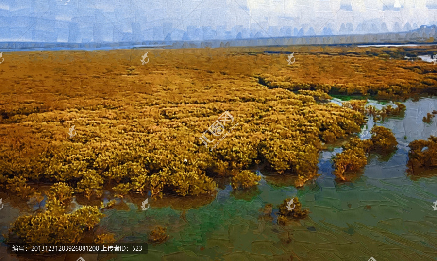 紅樹林風(fēng)景