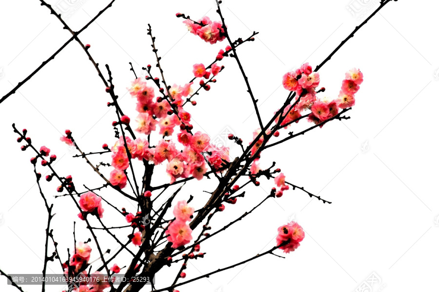 紅梅花開