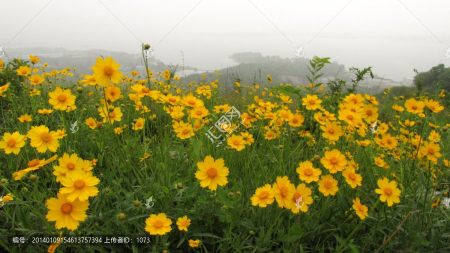 滁州丰山,人间五月天,大金鸡菊