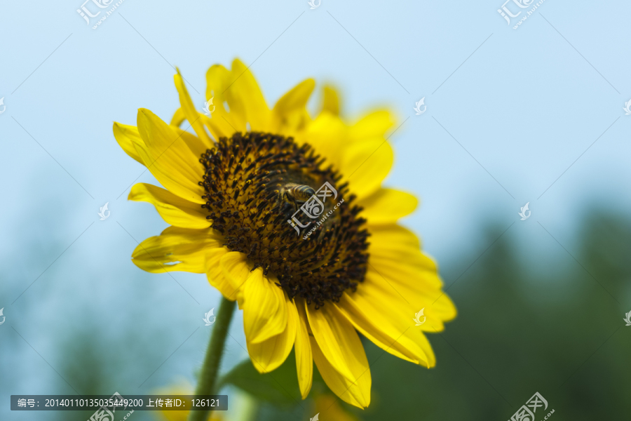 葵花