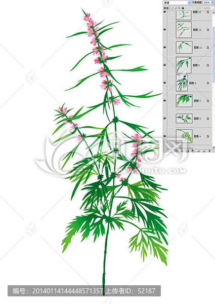 手繪益母草