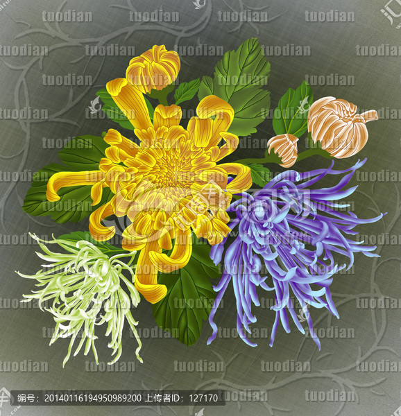 手繪菊花