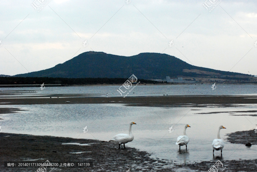 天鹅,白天鹅,远山,湖水