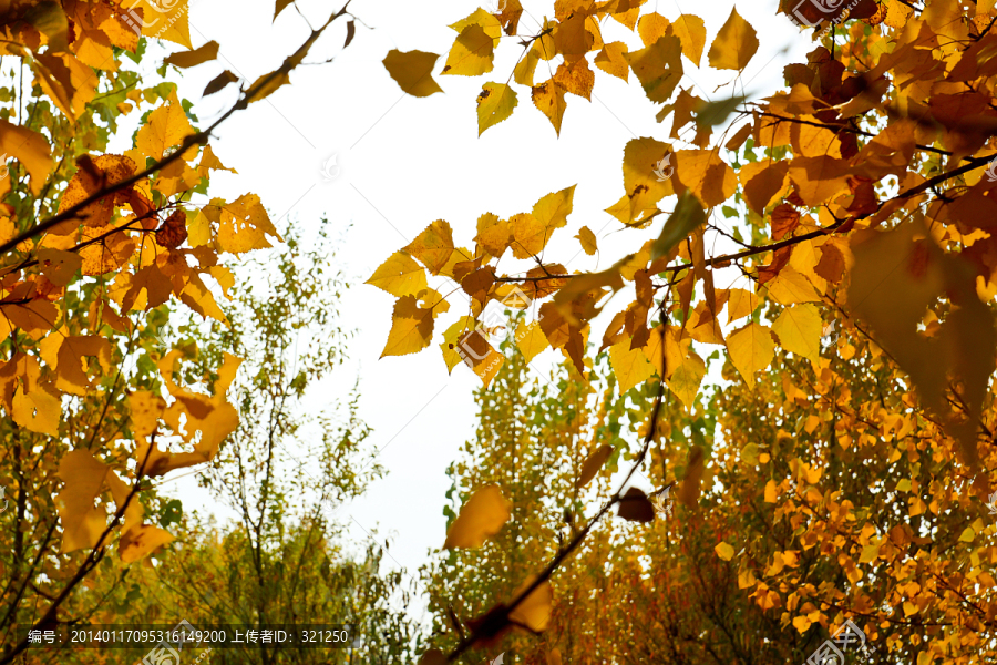 秋天金黄色的树木