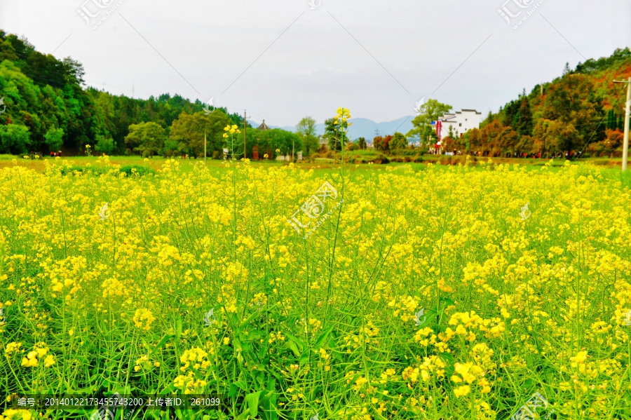 油菜花（高清）